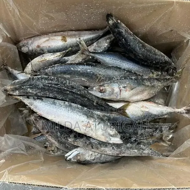 Frozen Fish (Kpanla) · Photo 1
