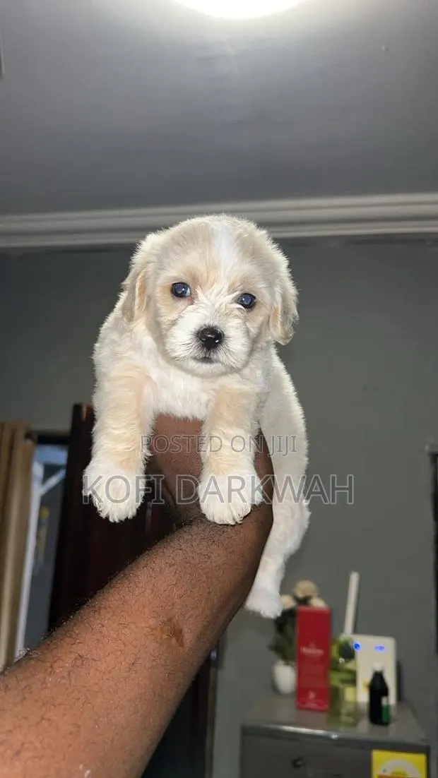 1-3 months Female Purebred Poodle · Photo 1