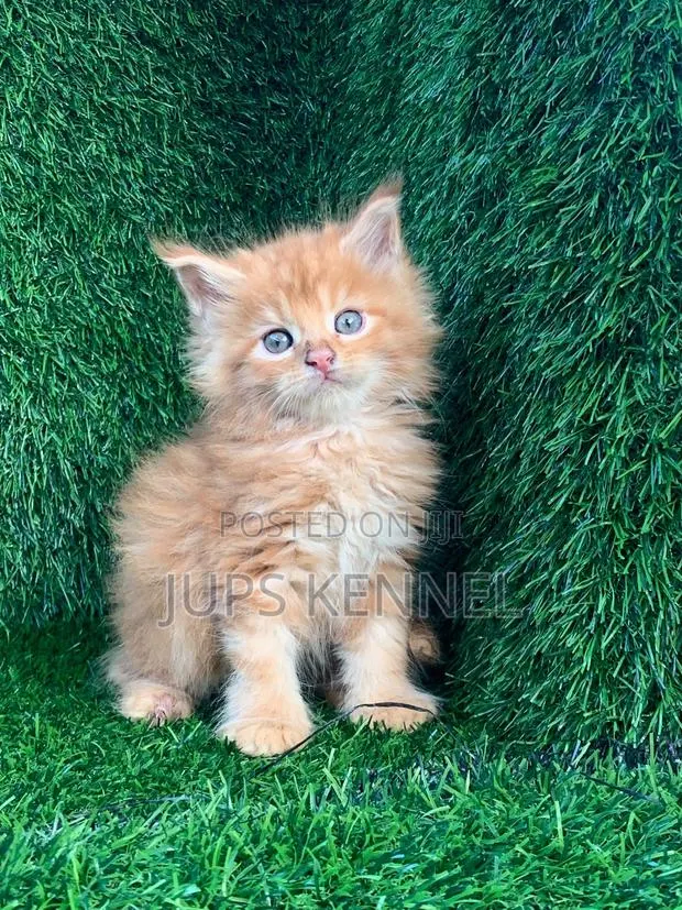 1-3 months Female Purebred Maine Coon · Photo 1