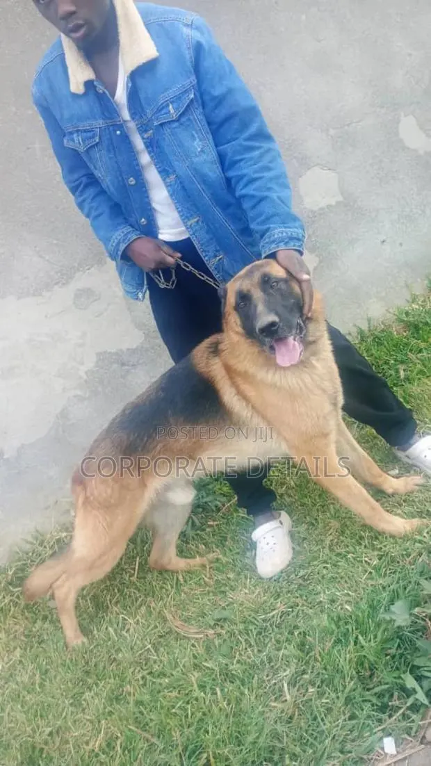 6-12 months Female Purebred German Shepherd · Photo 1