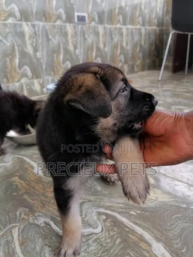 0-1 month Male Purebred German Shepherd · Photo 1