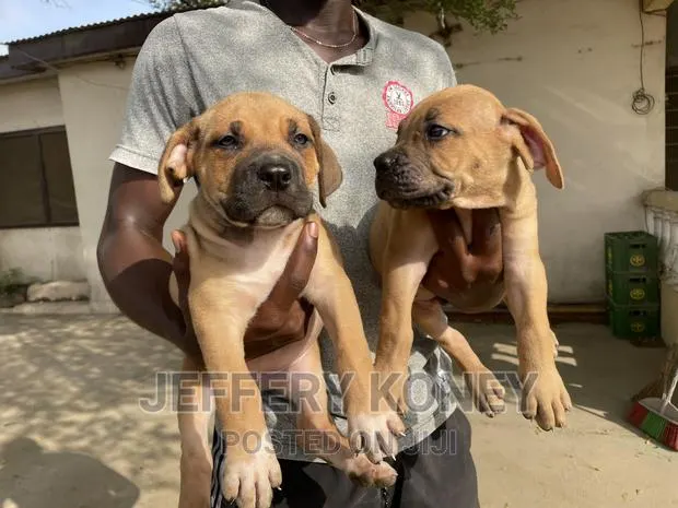 1-3 months Female Purebred Boerboel · Photo 1