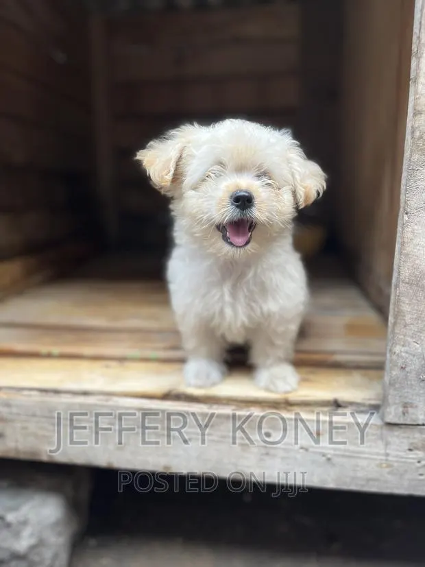 1-3 months Male Purebred Poodle · Photo 1