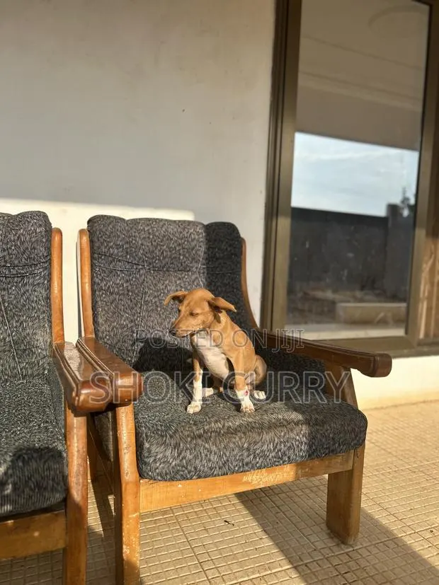 1-3 months Female Purebred Mongrel (No Breed) · Photo 1