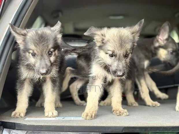 1-3 months Female Purebred German Shepherd · Photo 1