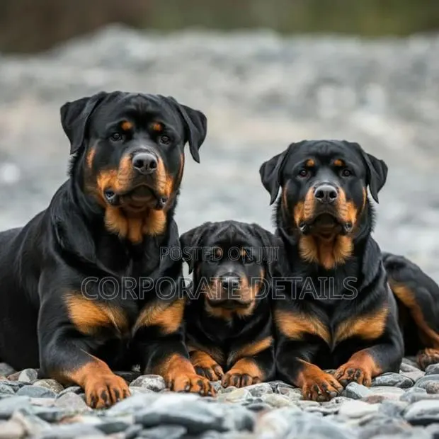 1+ year Male Purebred Rottweiler · Photo 1