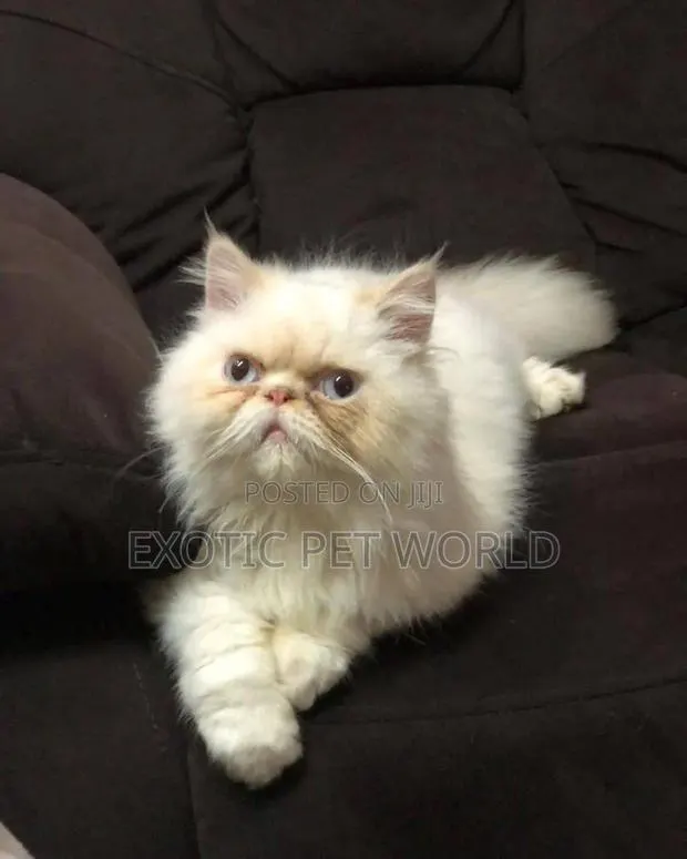 6-12 months Male Purebred Persian · Photo 1