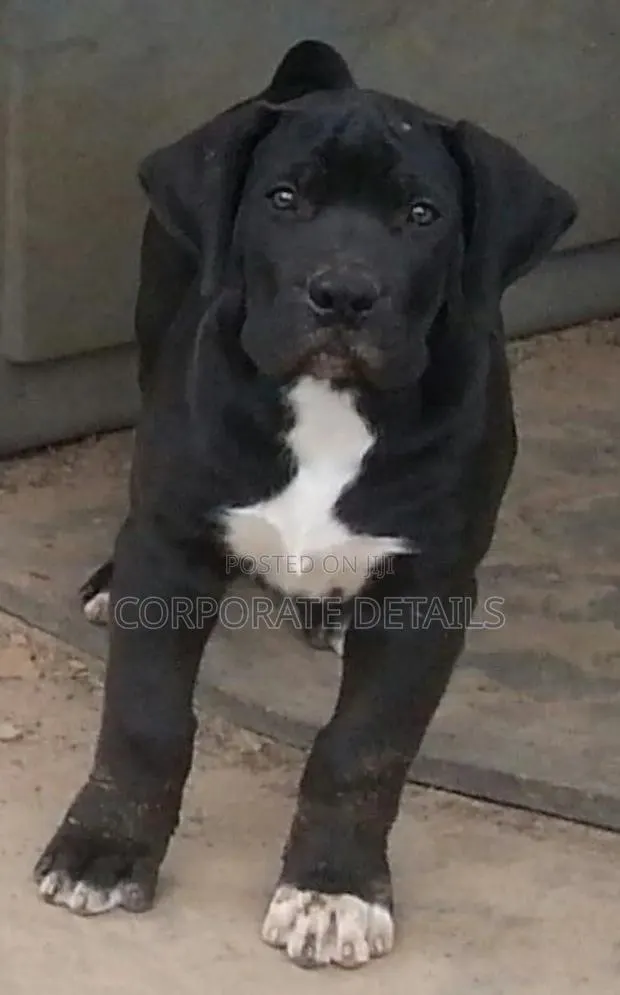 1-3 months Male Purebred Boerboel · Photo 1