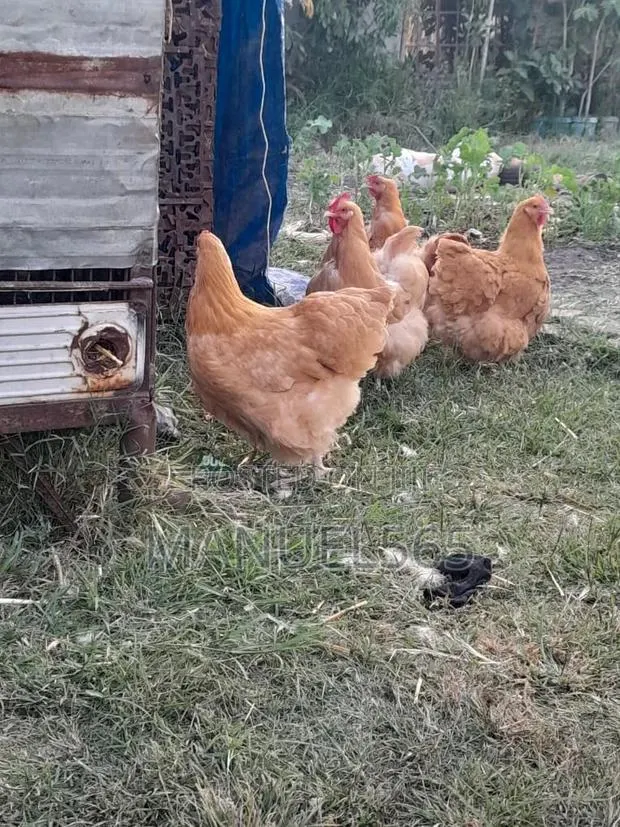 Sasso Chicks · Photo 1