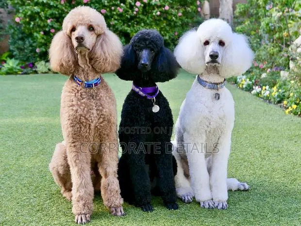 3-6 months Female Purebred Poodle · Photo 1