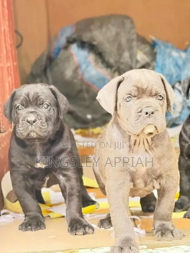 1-3 months Male Purebred Cane Corso · Photo 1