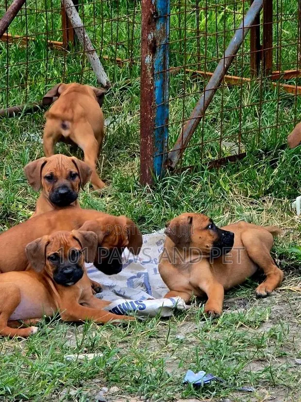 1-3 months Male Purebred Boerboel · Photo 1