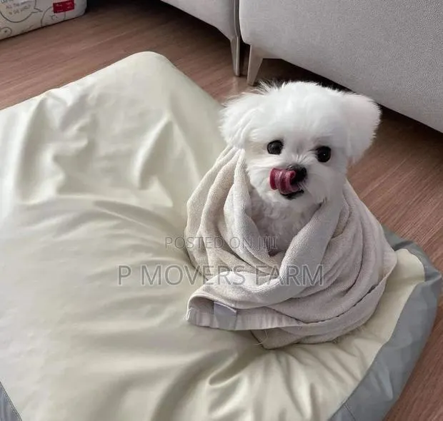 1-3 months Male Purebred Maltese · Photo 1