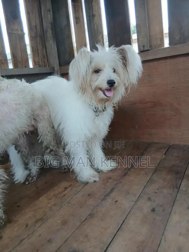 1+ year Male Purebred Maltese · Photo 1