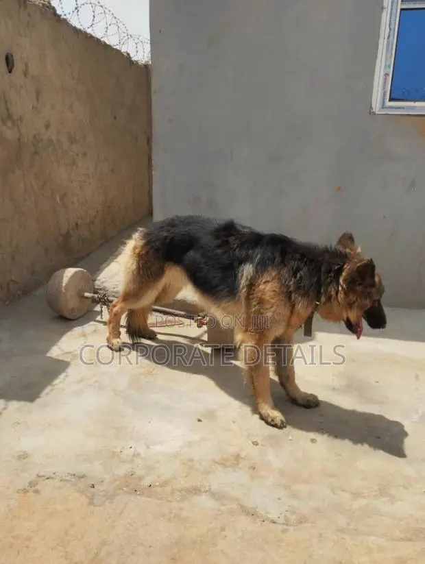 1+ year Male Purebred German Shepherd · Photo 1