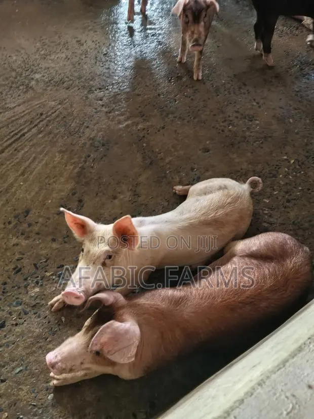 Healthy Lean Pig and Duroc for Sale · Photo 3