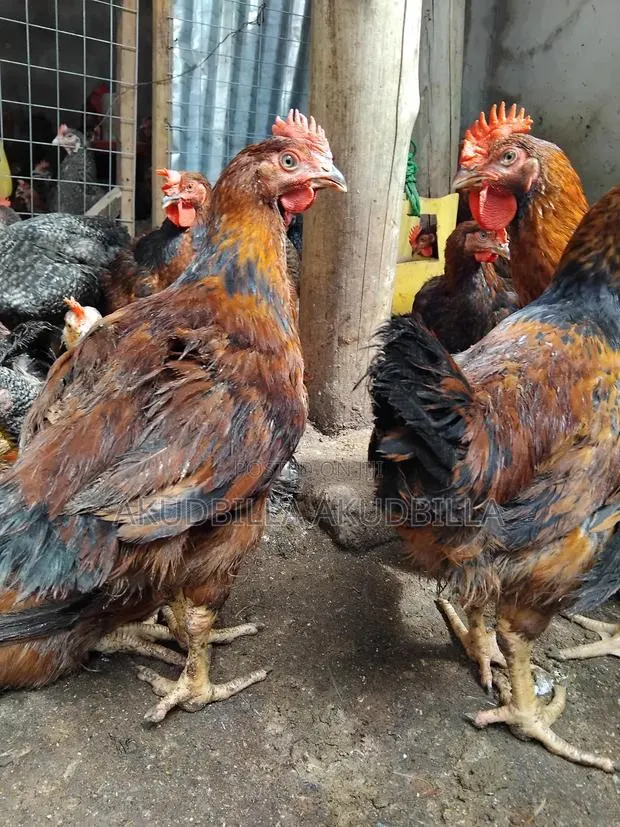 Cockerels for Sale · Photo 1