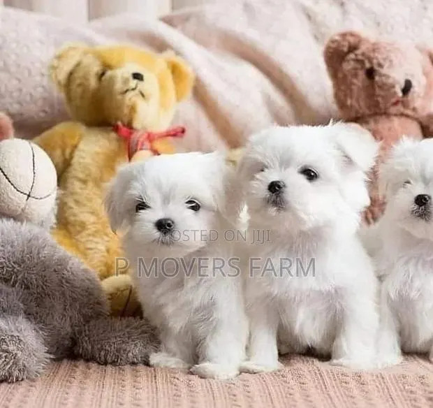 1-3 months Male Purebred Lhasa Apso · Photo 1