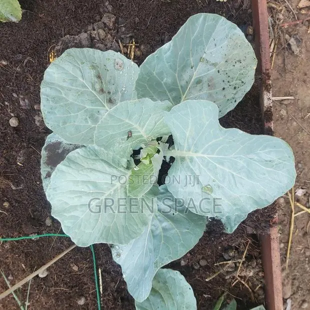 Cabbage Seed and Seedlings · Photo 1
