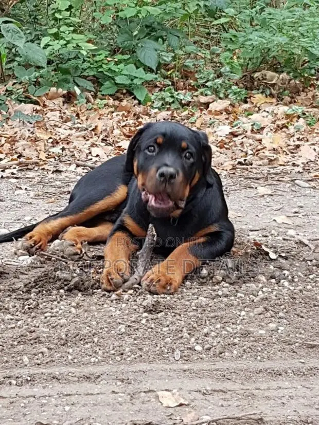 6-12 months Male Purebred Rottweiler · Photo 1