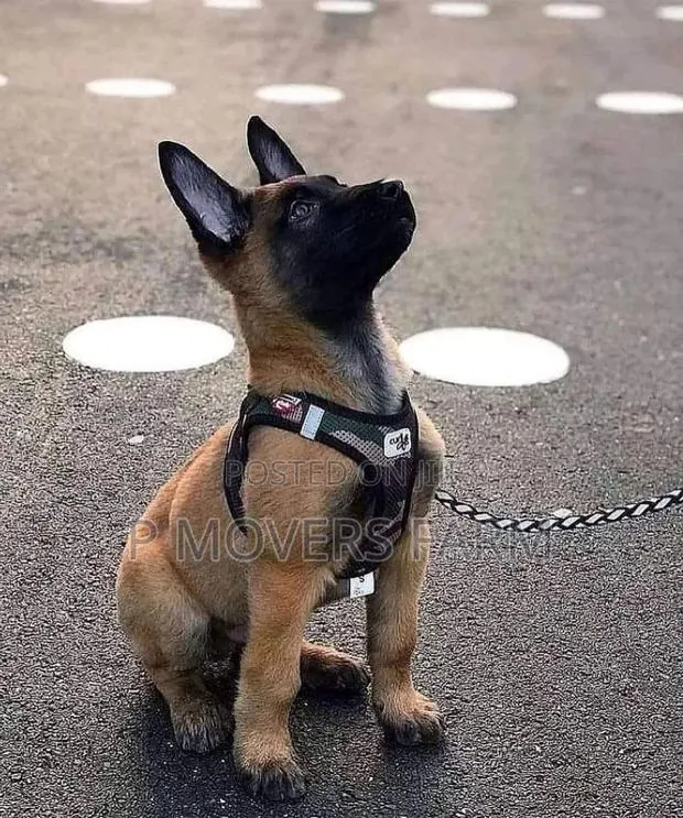 3-6 months Male Purebred Belgian Malinois · Photo 1