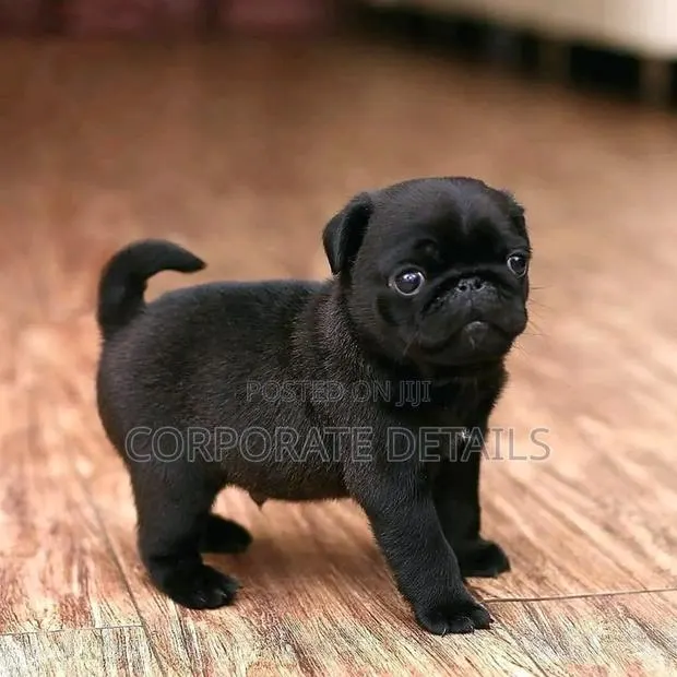 1-3 months Female Purebred Pug · Photo 1
