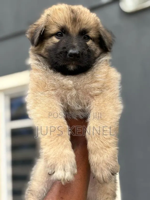 1-3 months Female Purebred German Shepherd · Photo 1