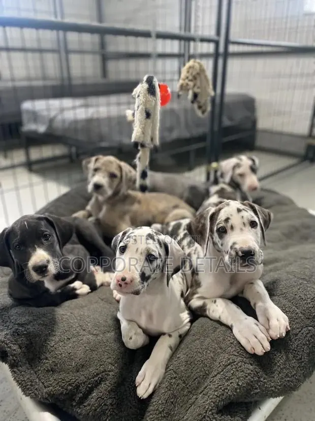 1-3 months Male Purebred Great Dane · Photo 1