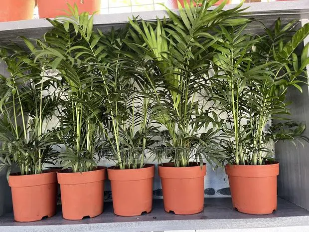 Palour Palm for Sale · Photo 1