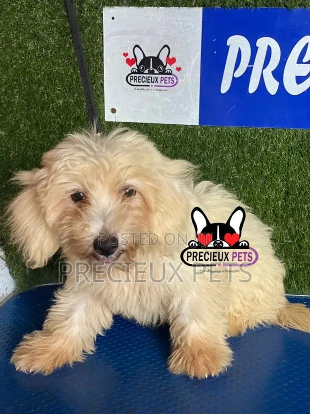 1-3 months Female Mixed Breed Maltipoo · Photo 1