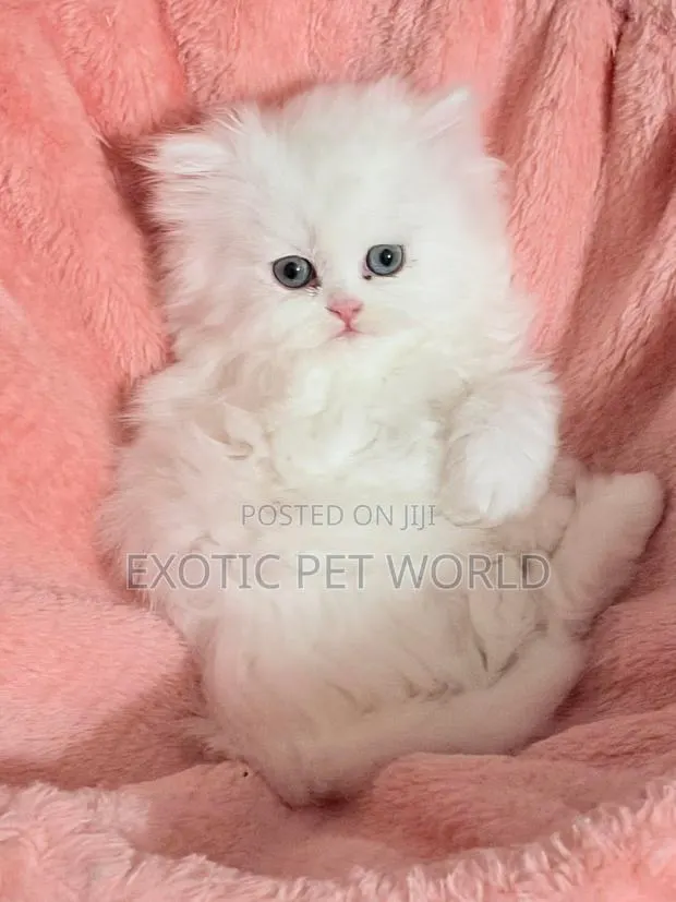 1-3 months Male Purebred Persian · Photo 1