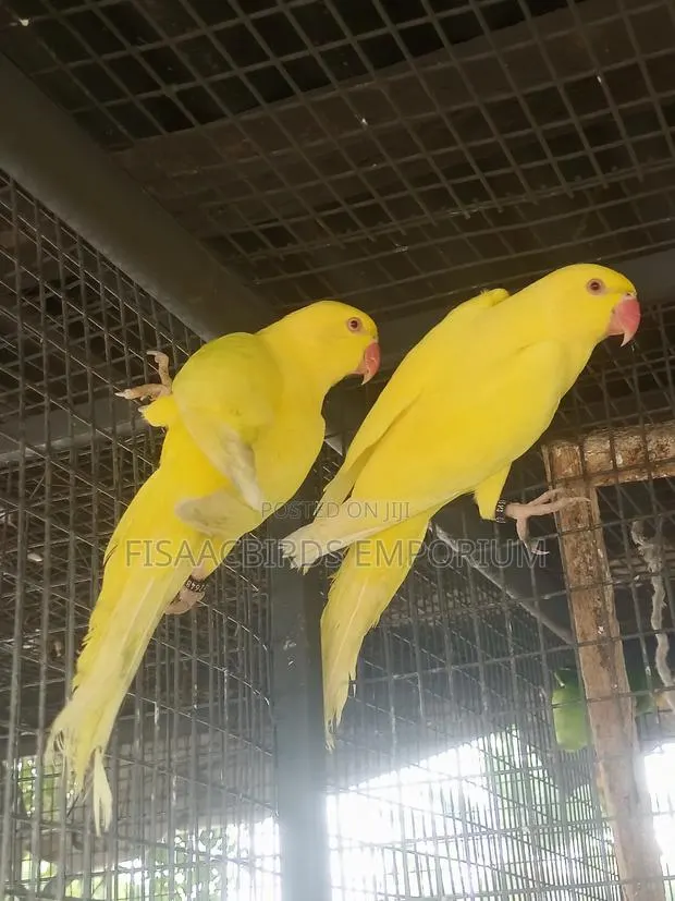 Exotic Lutino/Yellow Indian Parakeet · Photo 1