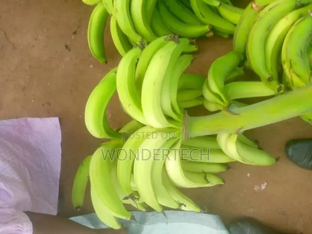 Egg and Meat,Cassava and Maize Farm Produce Large Quantities · Photo 1
