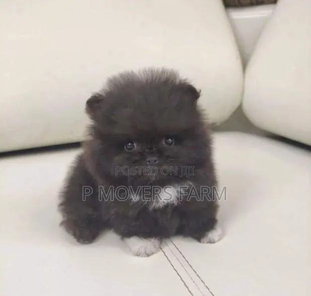1-3 months Male Purebred Poodle · Photo 1
