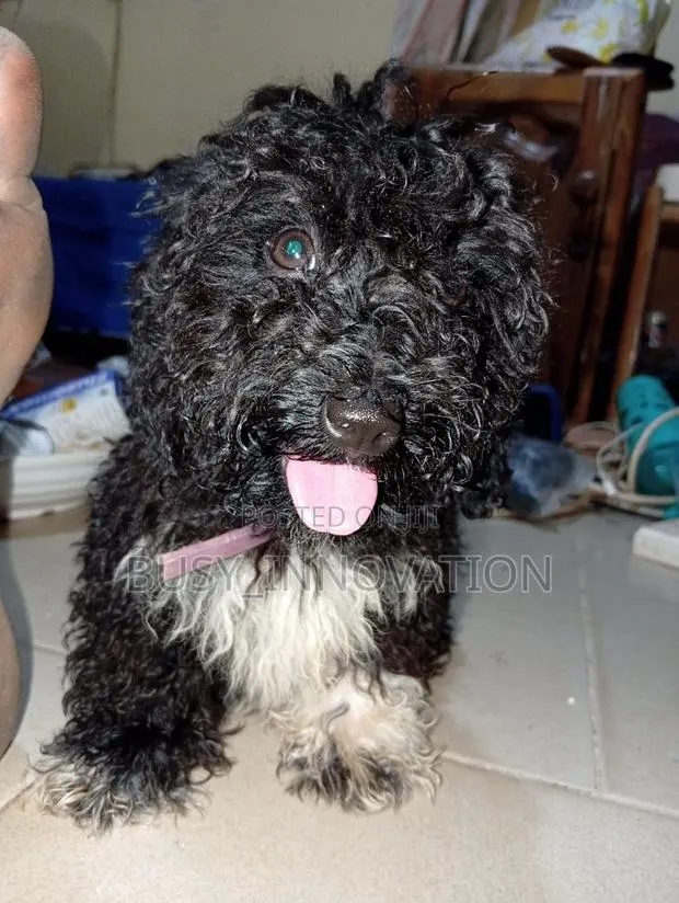 1-3 months Female Purebred Poodle · Photo 1