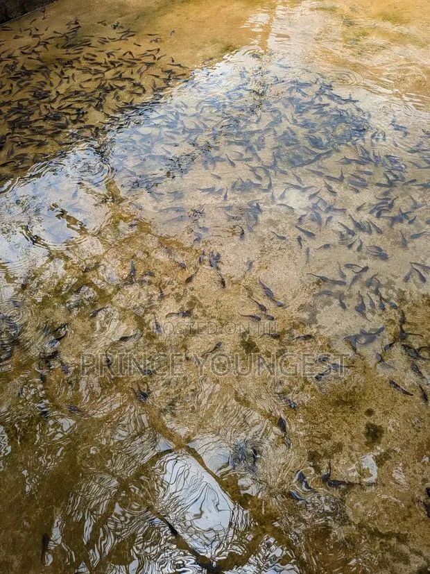 Catfish Farm · Photo 1