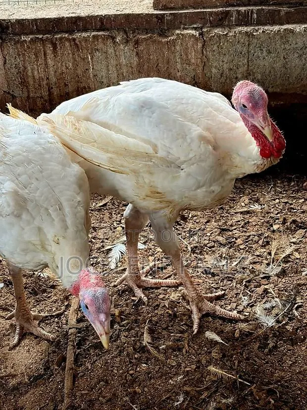 Turkeys for Sale · Photo 1