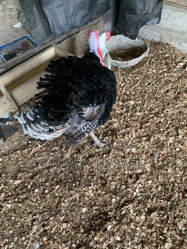 Premium Farm-Raised Turkeys: Quality You Can Trust. · Photo 2