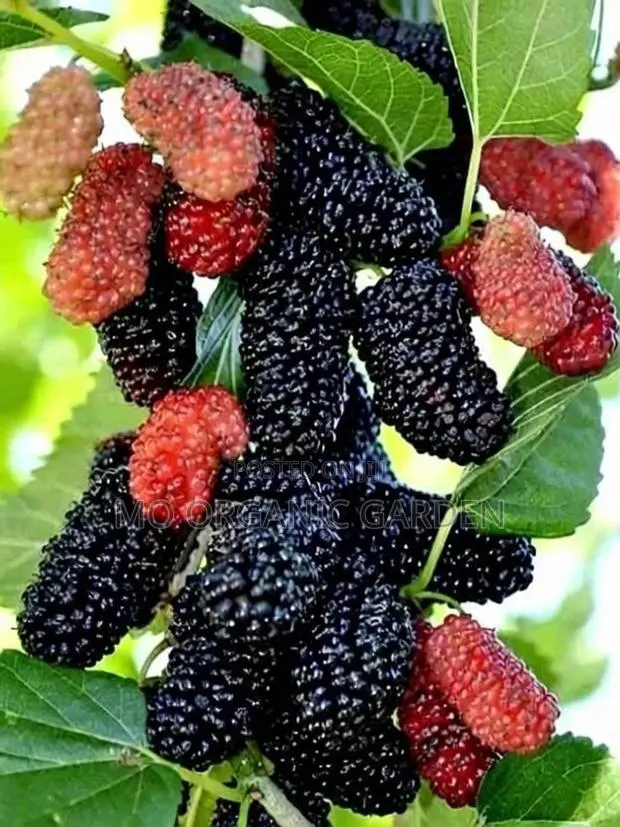 Exotic Mulberry Seedlings · Photo 1