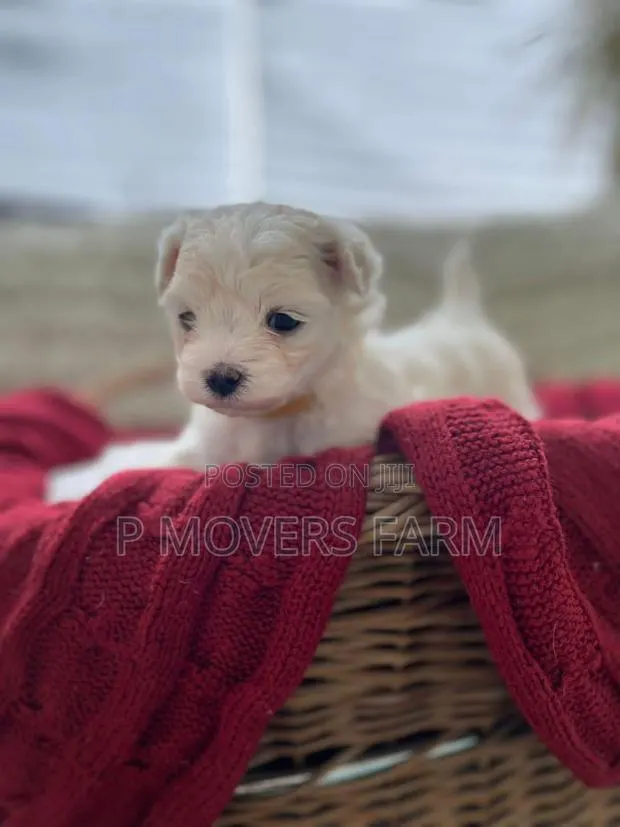 1-3 months Male Purebred Maltese · Photo 1