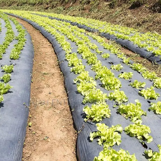 Plastic Mulch (400m) · Photo 2