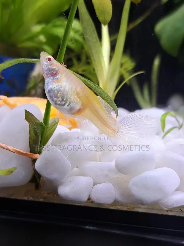 Guppy Fish Fry · Photo 1