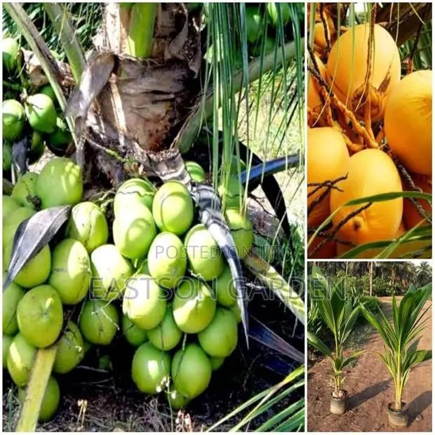 Brazilian Dwarf Coconut Seedlings · Photo 2