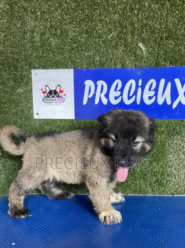 1-3 months Female Purebred Caucasian Shepherd · Photo 1