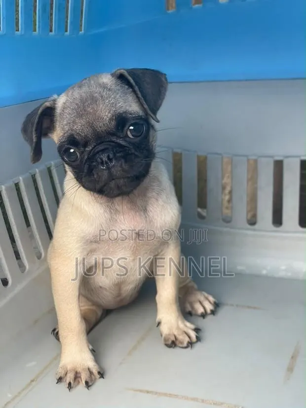 1-3 months Female Purebred Pug · Photo 1
