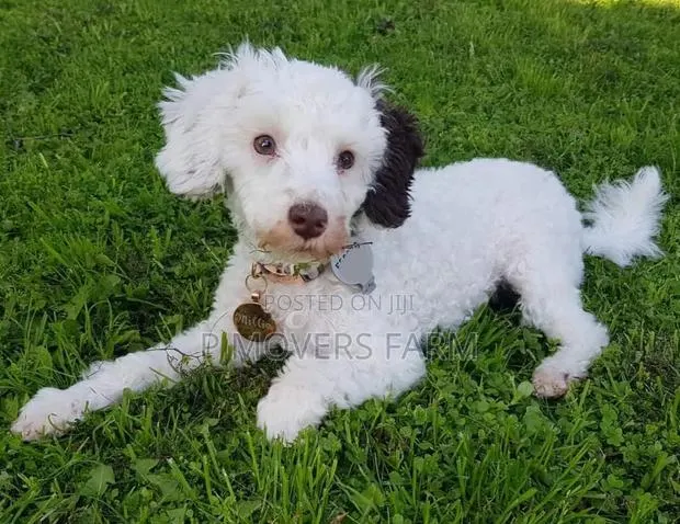 1-3 months Female Purebred Poodle · Photo 1