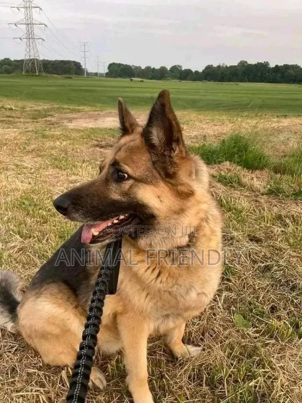 1-3 months Male Purebred German Shepherd · Photo 1