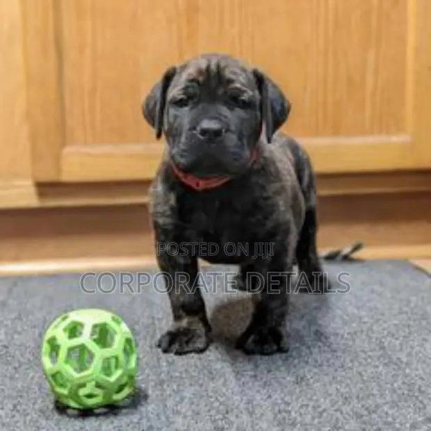 1-3 months Male Purebred Boerboel · Photo 1