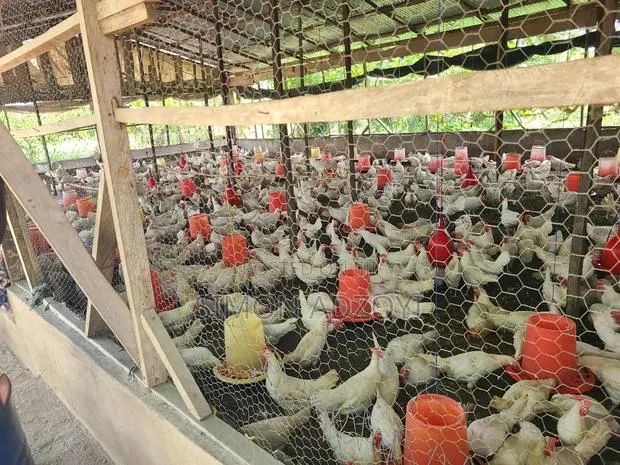 9 Plot Of Land And Poultry Farm For Sale · Photo 7