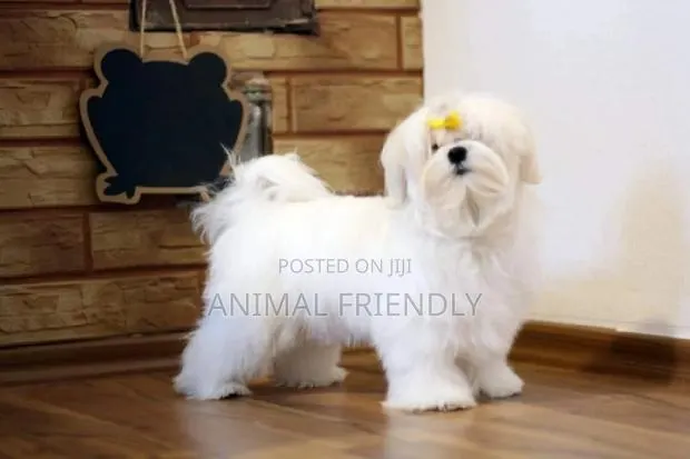 1-3 months Male Purebred Maltese · Photo 1